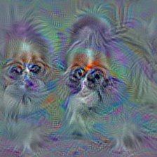 n02085620 Chihuahua